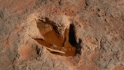 PICTURES/Dinosaur Tracks/t_Tracks9.JPG